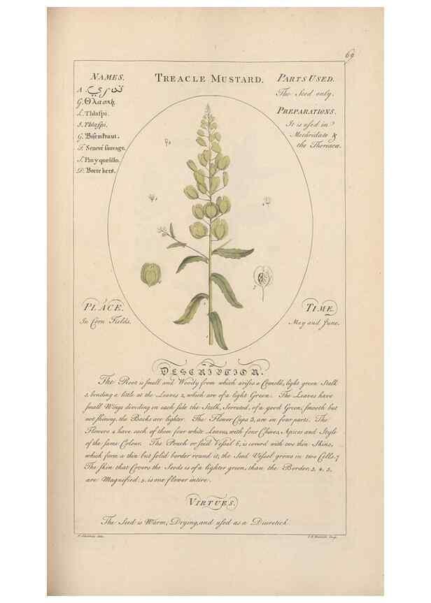 Reproducción/Reproduction 49788397902: Botanicum medicinale :. London :Printed for J. Millan, opposite the Admiralty, Whitehall,[1768?]. 