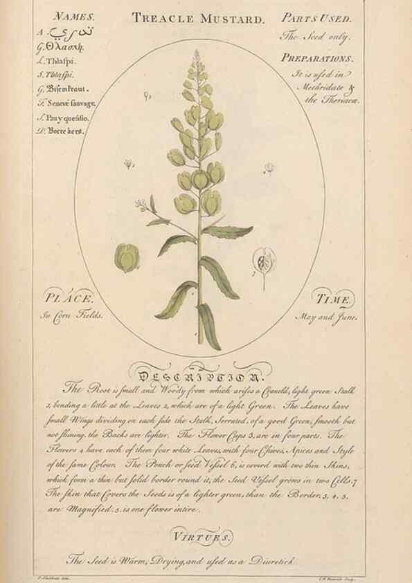Reproducción/Reproduction 49788397902: Botanicum medicinale :. London :Printed for J. Millan, opposite the Admiralty, Whitehall,[1768?]. 