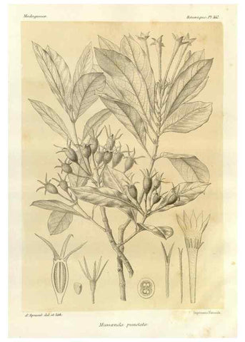 Reproducción/Reproduction 49785575653: Histoire physique, naturelle, et politique de Madagascar. Paris :Impr. nationale,1885-. 