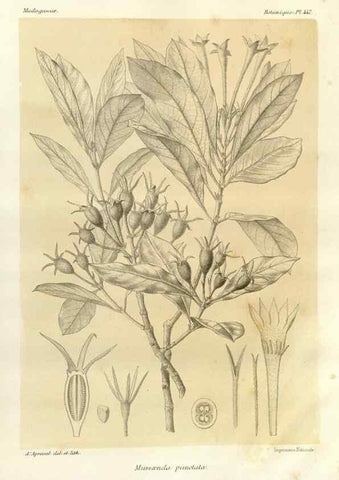 Reproducción/Reproduction 49785575653: Histoire physique, naturelle, et politique de Madagascar. Paris :Impr. nationale,1885-. 