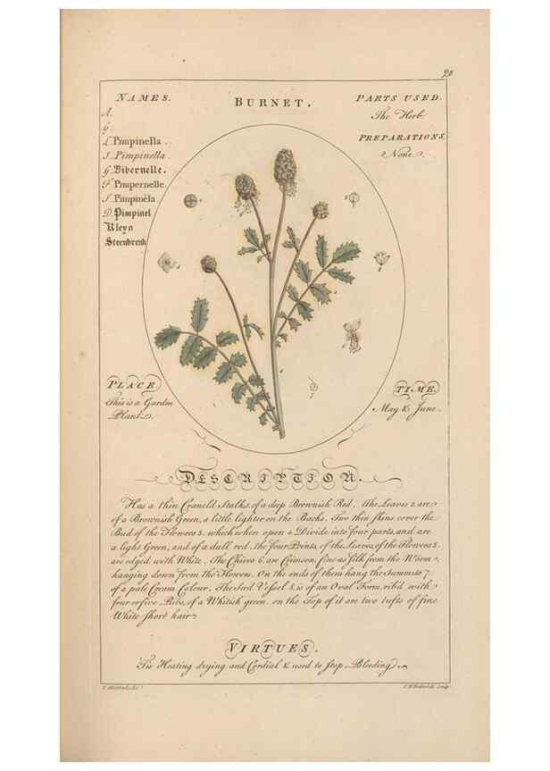 Reproducción/Reproduction 49788067566: Botanicum medicinale :. London :Printed for J. Millan, opposite the Admiralty, Whitehall,[1768?]. 