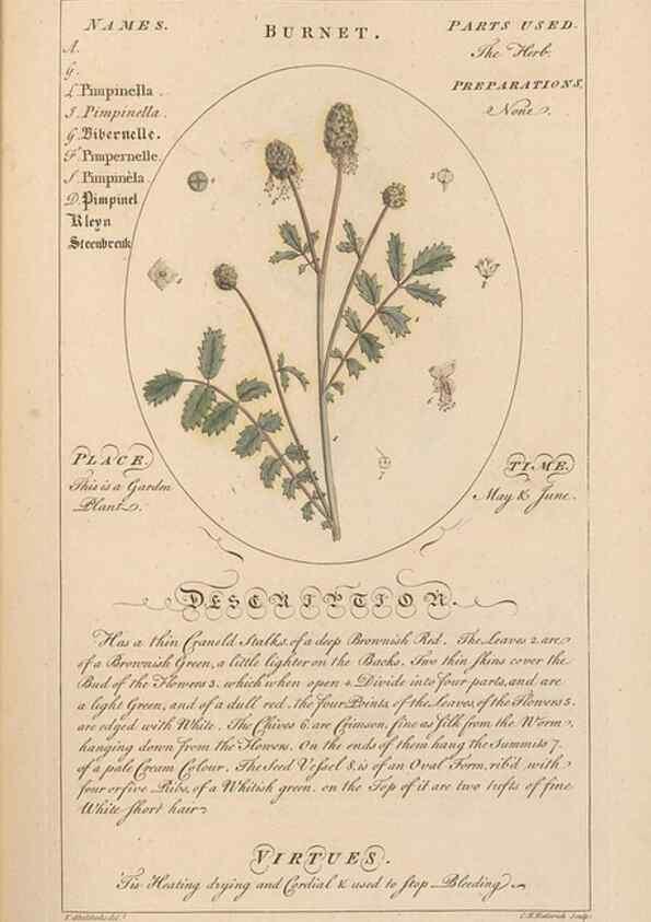 Reproducción/Reproduction 49788067566: Botanicum medicinale :. London :Printed for J. Millan, opposite the Admiralty, Whitehall,[1768?]. 
