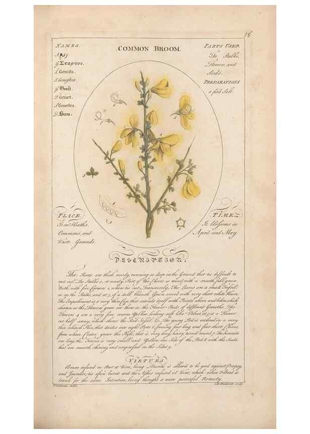 Reproducción/Reproduction 49788387477: Botanicum medicinale :. London :Printed for J. Millan, opposite the Admiralty, Whitehall,[1768?]. 