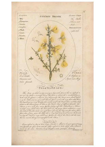 Reproducción/Reproduction 49788387477: Botanicum medicinale :. London :Printed for J. Millan, opposite the Admiralty, Whitehall,[1768?]. 