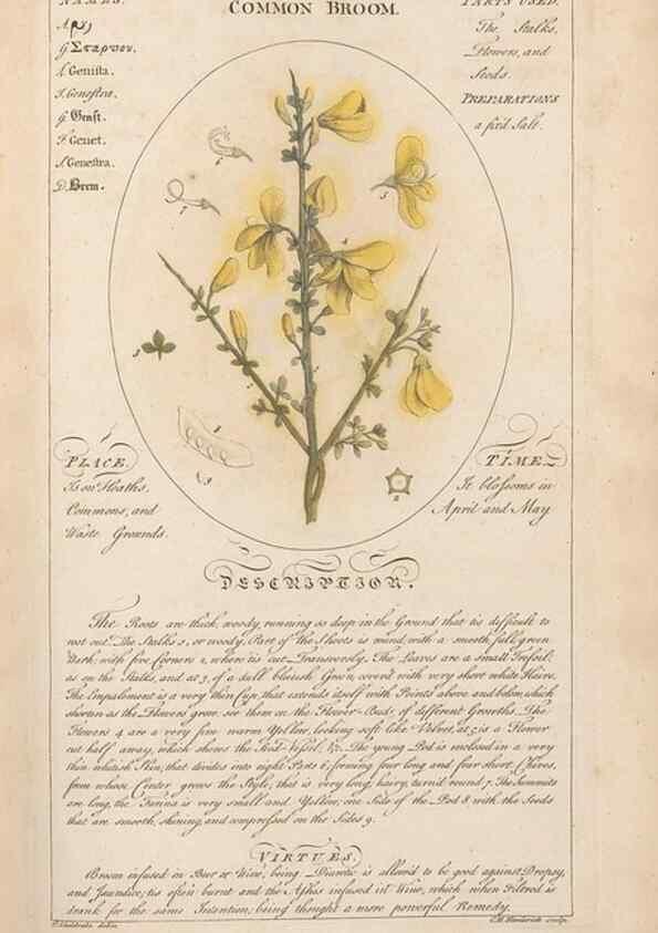 Reproducción/Reproduction 49788387477: Botanicum medicinale :. London :Printed for J. Millan, opposite the Admiralty, Whitehall,[1768?]. 