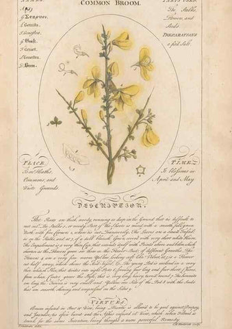 Reproducción/Reproduction 49788387477: Botanicum medicinale :. London :Printed for J. Millan, opposite the Admiralty, Whitehall,[1768?]. 