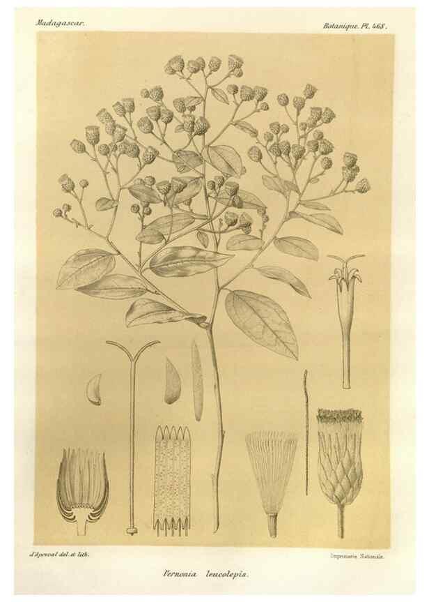 Reproducción/Reproduction 49786439837: Histoire physique, naturelle, et politique de Madagascar. Paris :Impr. nationale,1885-. 
