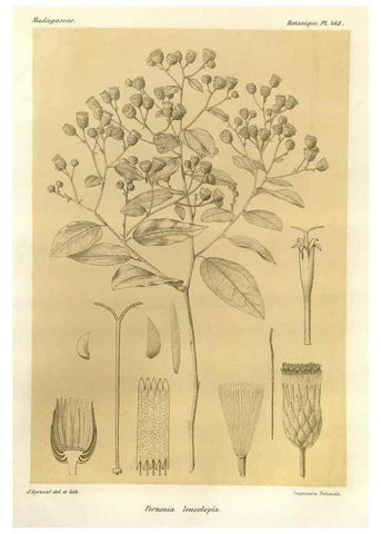 Reproducción/Reproduction 49786439837: Histoire physique, naturelle, et politique de Madagascar. Paris :Impr. nationale,1885-. 