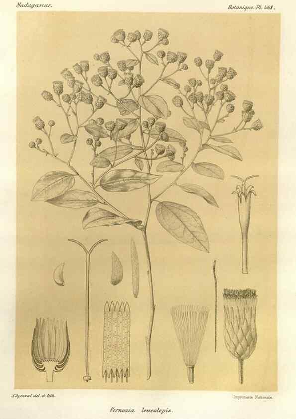 Reproducción/Reproduction 49786439837: Histoire physique, naturelle, et politique de Madagascar. Paris :Impr. nationale,1885-. 