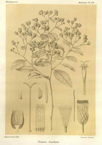 Reproducción/Reproduction 49786439837: Histoire physique, naturelle, et politique de Madagascar. Paris :Impr. nationale,1885-. 