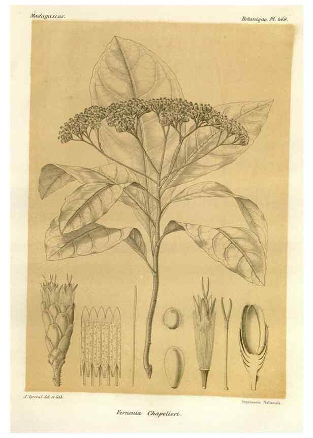 Reproducción/Reproduction 49786120906: Histoire physique, naturelle, et politique de Madagascar. Paris :Impr. nationale,1885-. 