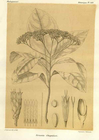 Reproducción/Reproduction 49786120906: Histoire physique, naturelle, et politique de Madagascar. Paris :Impr. nationale,1885-. 