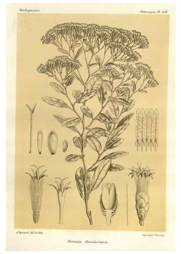 Reproducción/Reproduction 49786440442: Histoire physique, naturelle, et politique de Madagascar. Paris :Impr. nationale,1885-. 