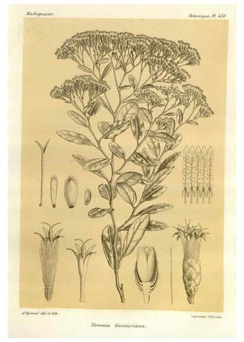 Reproducción/Reproduction 49786440442: Histoire physique, naturelle, et politique de Madagascar. Paris :Impr. nationale,1885-. 