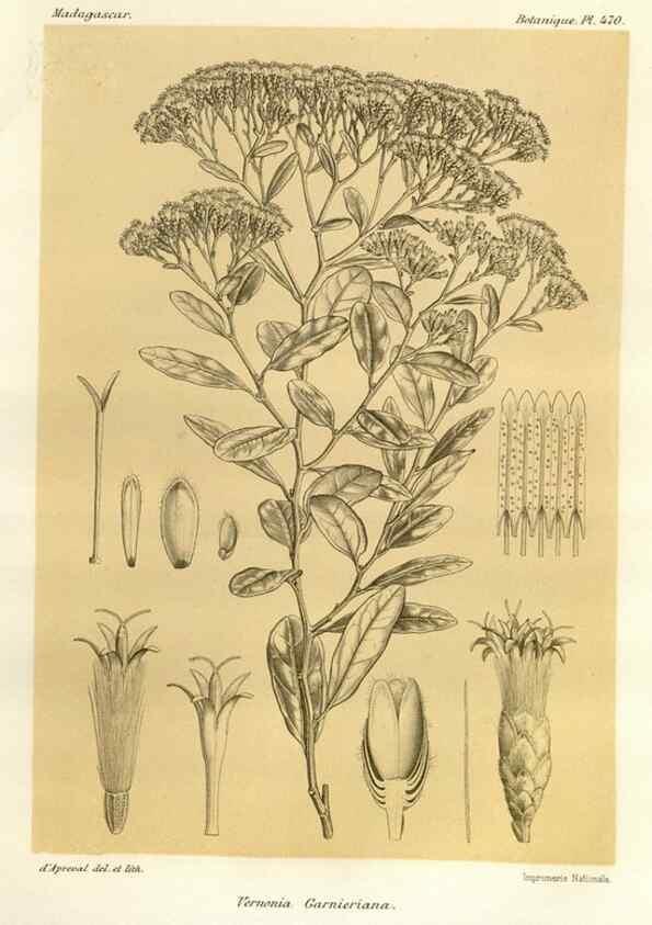 Reproducción/Reproduction 49786440442: Histoire physique, naturelle, et politique de Madagascar. Paris :Impr. nationale,1885-. 