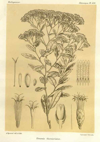 Reproducción/Reproduction 49786440442: Histoire physique, naturelle, et politique de Madagascar. Paris :Impr. nationale,1885-. 