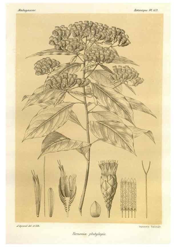Reproducción/Reproduction 49786440712: Histoire physique, naturelle, et politique de Madagascar. Paris :Impr. nationale,1885-. 