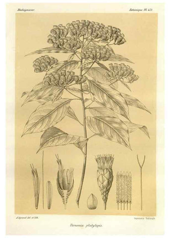Reproducción/Reproduction 49786440712: Histoire physique, naturelle, et politique de Madagascar. Paris :Impr. nationale,1885-. 