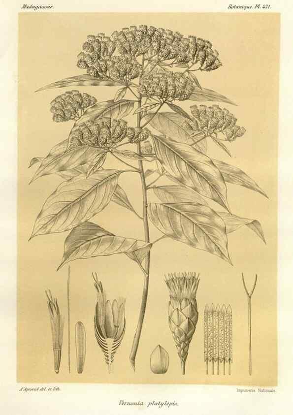 Reproducción/Reproduction 49786440712: Histoire physique, naturelle, et politique de Madagascar. Paris :Impr. nationale,1885-. 