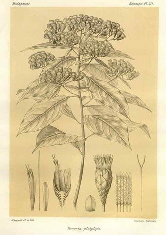 Reproducción/Reproduction 49786440712: Histoire physique, naturelle, et politique de Madagascar. Paris :Impr. nationale,1885-. 