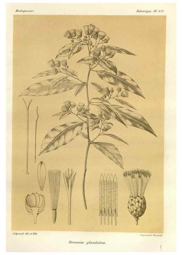 Reproducción/Reproduction 49786121791: Histoire physique, naturelle, et politique de Madagascar. Paris :Impr. nationale,1885-. 
