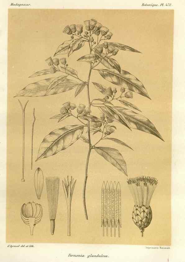 Reproducción/Reproduction 49786121791: Histoire physique, naturelle, et politique de Madagascar. Paris :Impr. nationale,1885-. 