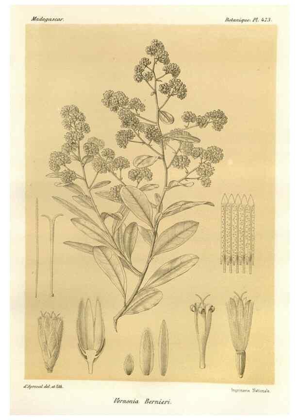 Reproducción/Reproduction 49786441217: Histoire physique, naturelle, et politique de Madagascar. Paris :Impr. nationale,1885-. 