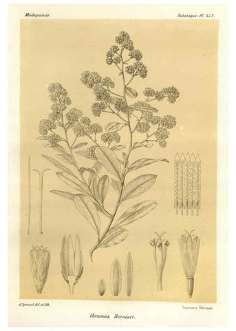 Reproducción/Reproduction 49786441217: Histoire physique, naturelle, et politique de Madagascar. Paris :Impr. nationale,1885-. 