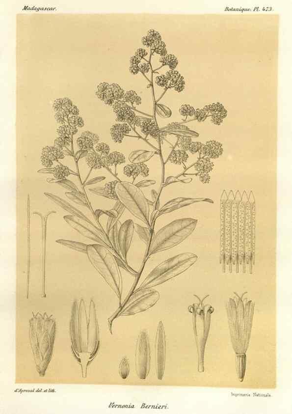 Reproducción/Reproduction 49786441217: Histoire physique, naturelle, et politique de Madagascar. Paris :Impr. nationale,1885-. 