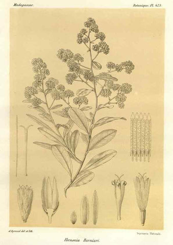 Reproducción/Reproduction 49786441217: Histoire physique, naturelle, et politique de Madagascar. Paris :Impr. nationale,1885-. 