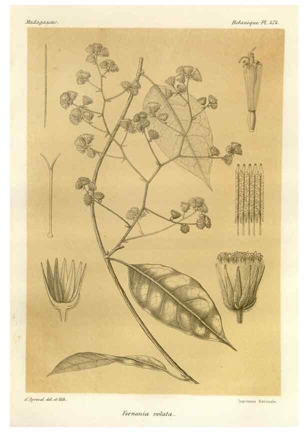 Reproducción/Reproduction 49786441472: Histoire physique, naturelle, et politique de Madagascar. Paris :Impr. nationale,1885-. 
