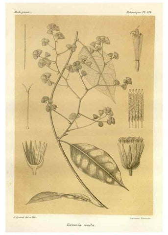 Reproducción/Reproduction 49786441472: Histoire physique, naturelle, et politique de Madagascar. Paris :Impr. nationale,1885-. 