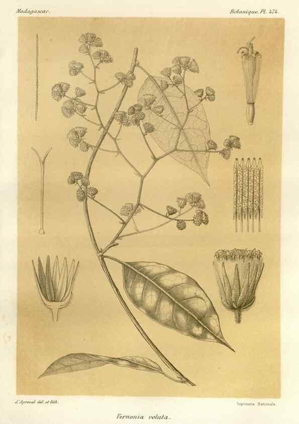 Reproducción/Reproduction 49786441472: Histoire physique, naturelle, et politique de Madagascar. Paris :Impr. nationale,1885-. 