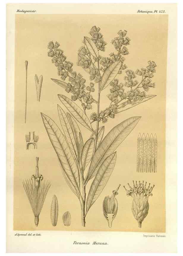 Reproducción/Reproduction 49786441682: Histoire physique, naturelle, et politique de Madagascar. Paris :Impr. nationale,1885-. 