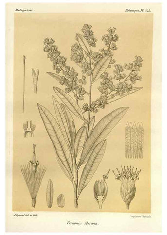 Reproducción/Reproduction 49786441682: Histoire physique, naturelle, et politique de Madagascar. Paris :Impr. nationale,1885-. 