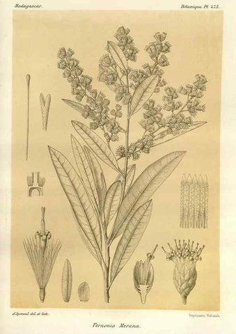 Reproducción/Reproduction 49786441682: Histoire physique, naturelle, et politique de Madagascar. Paris :Impr. nationale,1885-. 