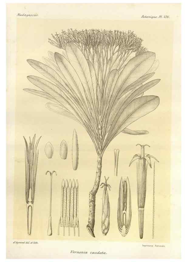Reproducción/Reproduction 49786441997: Histoire physique, naturelle, et politique de Madagascar. Paris :Impr. nationale,1885-. 