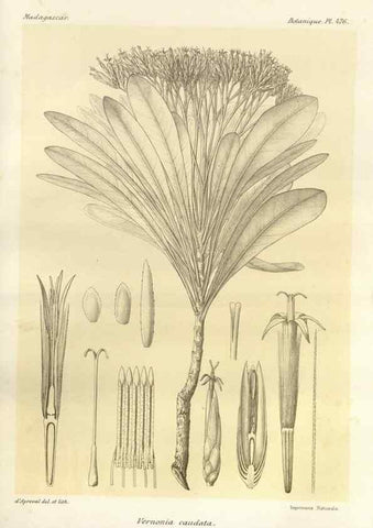 Reproducción/Reproduction 49786441997: Histoire physique, naturelle, et politique de Madagascar. Paris :Impr. nationale,1885-. 