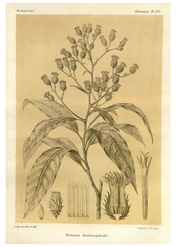 Reproducción/Reproduction 49786442247: Histoire physique, naturelle, et politique de Madagascar. Paris :Impr. nationale,1885-. 