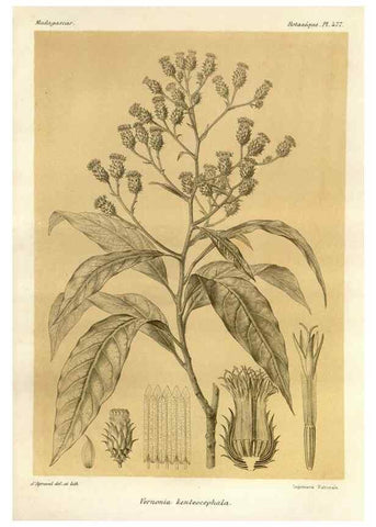 Reproducción/Reproduction 49786442247: Histoire physique, naturelle, et politique de Madagascar. Paris :Impr. nationale,1885-. 