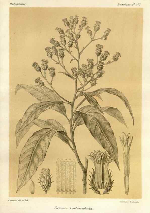 Reproducción/Reproduction 49786442247: Histoire physique, naturelle, et politique de Madagascar. Paris :Impr. nationale,1885-. 