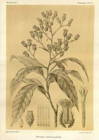 Reproducción/Reproduction 49786442247: Histoire physique, naturelle, et politique de Madagascar. Paris :Impr. nationale,1885-. 