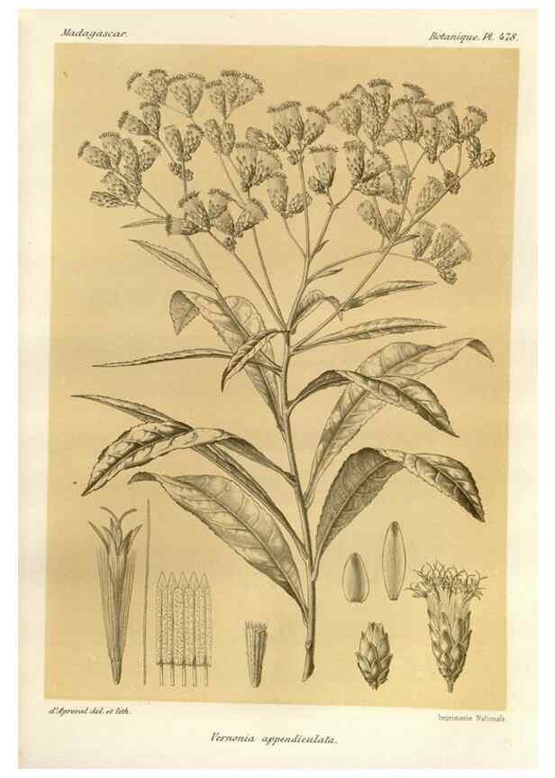 Reproducción/Reproduction 49786123556: Histoire physique, naturelle, et politique de Madagascar. Paris :Impr. nationale,1885-. 