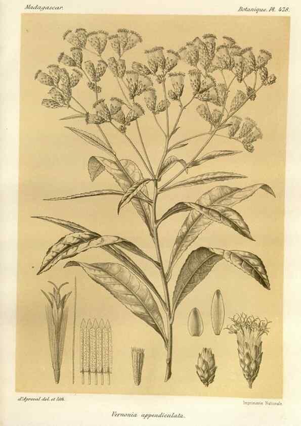 Reproducción/Reproduction 49786123556: Histoire physique, naturelle, et politique de Madagascar. Paris :Impr. nationale,1885-. 