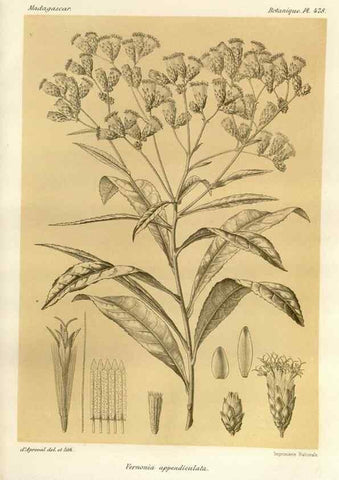 Reproducción/Reproduction 49786123556: Histoire physique, naturelle, et politique de Madagascar. Paris :Impr. nationale,1885-. 
