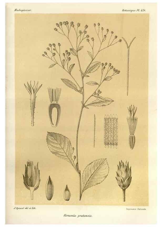 Reproducción/Reproduction 49785584308: Histoire physique, naturelle, et politique de Madagascar. Paris :Impr. nationale,1885-. 
