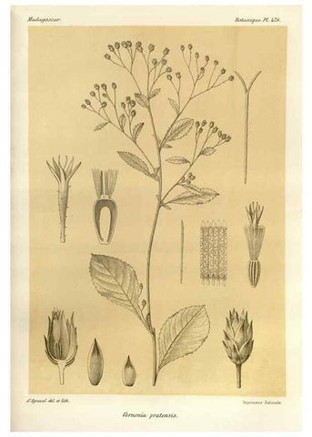 Reproducción/Reproduction 49785584308: Histoire physique, naturelle, et politique de Madagascar. Paris :Impr. nationale,1885-. 