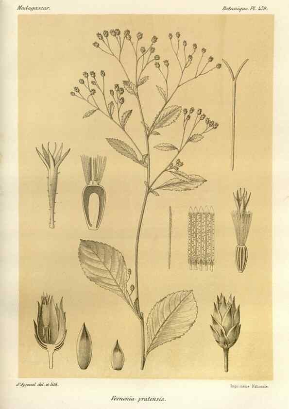 Reproducción/Reproduction 49785584308: Histoire physique, naturelle, et politique de Madagascar. Paris :Impr. nationale,1885-. 