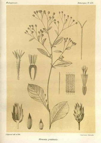 Reproducción/Reproduction 49785584308: Histoire physique, naturelle, et politique de Madagascar. Paris :Impr. nationale,1885-. 