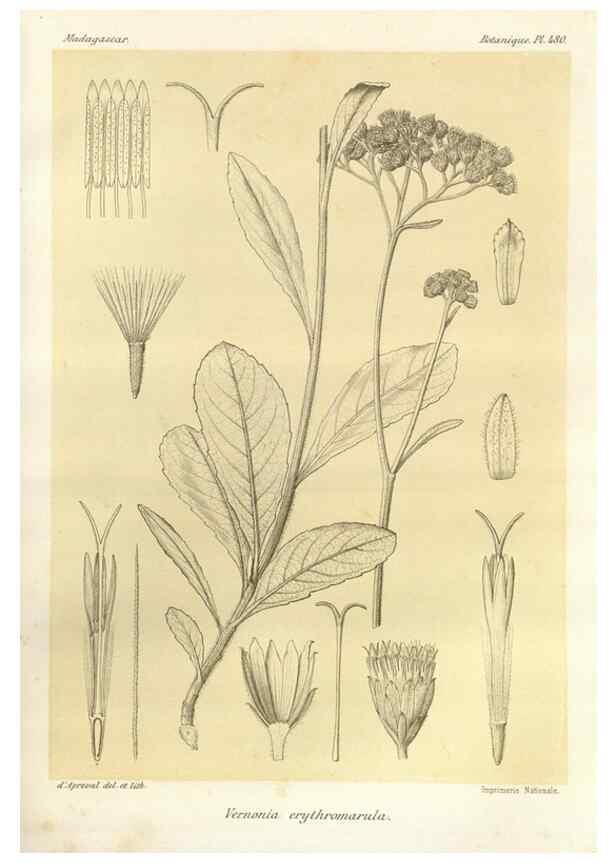 Reproducción/Reproduction 49786442972: Histoire physique, naturelle, et politique de Madagascar. Paris :Impr. nationale,1885-. 